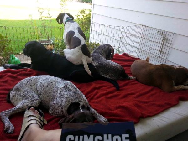 /Images/uploads/Southeast German Shorthaired Pointer Rescue/segspcalendarcontest2018/entries/9044thumb.jpg